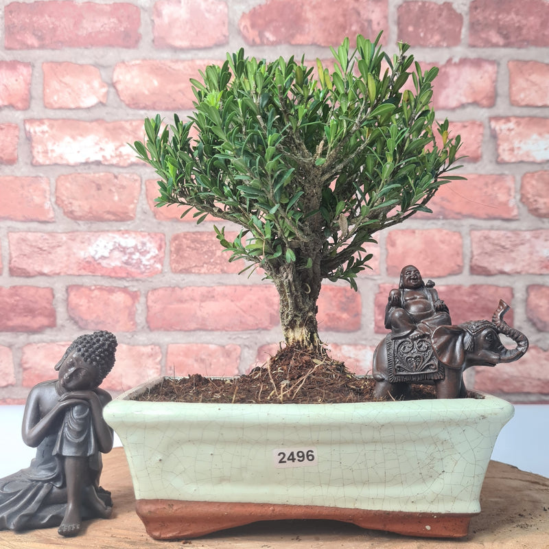Boxwood (Buxus Harlandii) Bonsai Tree | Broom | In 20cm Pot