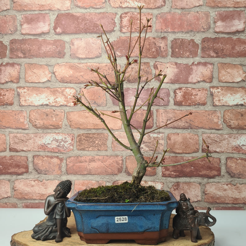 Japanese Maple (Acer) Bonsai Tree | Deshojo Style | 35-45cm High | In 20cm Pot