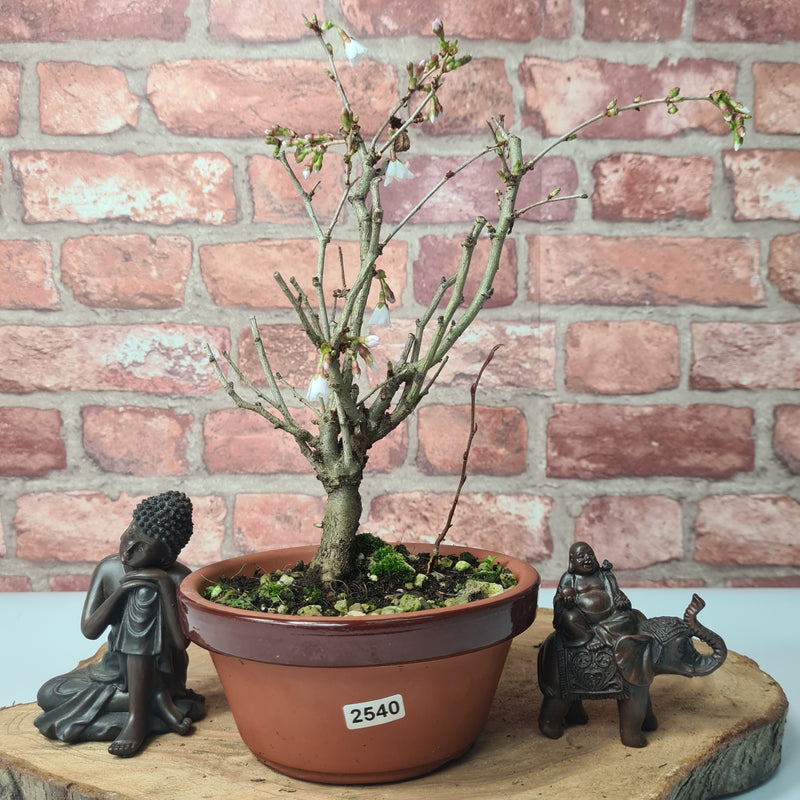 Fuji Cherry (Prunus Incisa) Kojo-no-mai Starter Bonsai Tree | Informal | In 15cm Pot