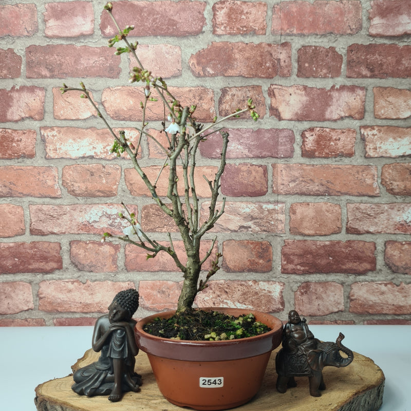 Fuji Cherry (Prunus Incisa) Kojo-no-mai Starter Bonsai Tree | Informal | In 15cm Pot