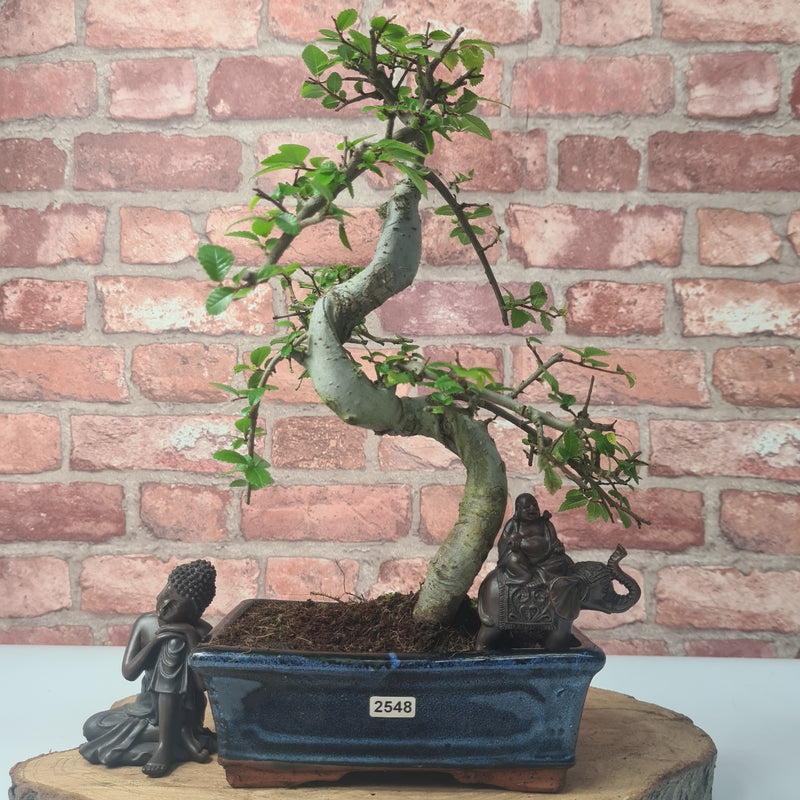 Chinese Elm (Ulmus Parvifolia) Bonsai Tree | Shaped | In 20cm Pot