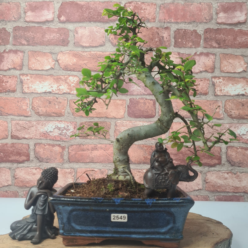 Chinese Elm (Ulmus Parvifolia) Bonsai Tree | Shaped | In 20cm Pot