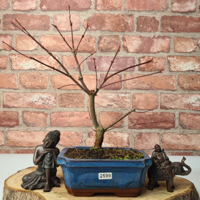 Japanese Maple (Acer) Bonsai Tree | Deshojo Style | 30-40cm High | In 15cm Pot