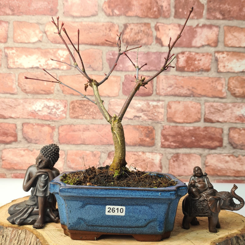Japanese Maple (Acer) Bonsai Tree | Deshojo Style | 30-40cm High | In 15cm Pot