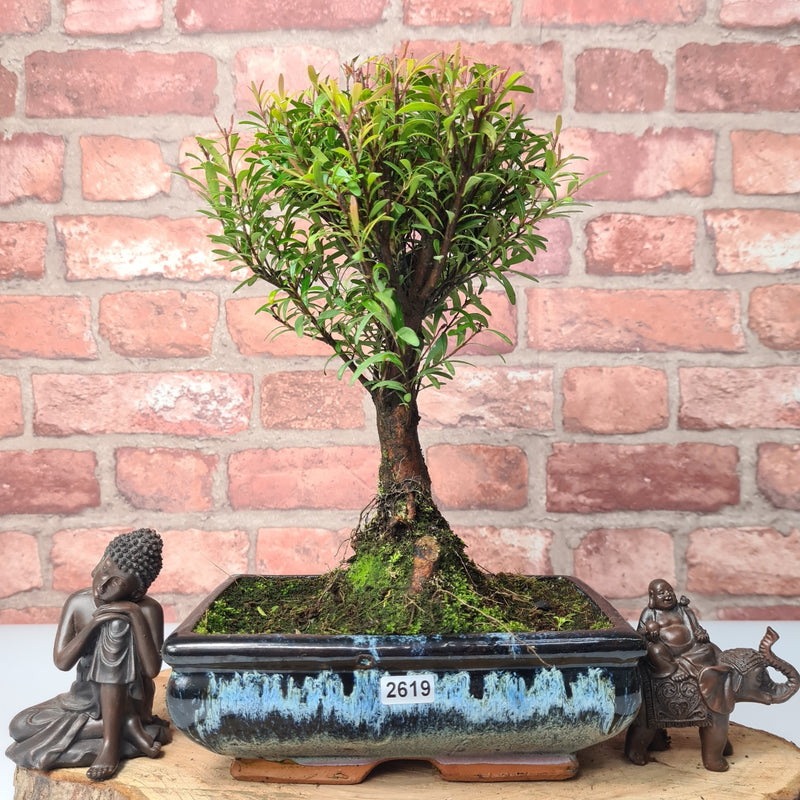 Brush Cherry (Syzygium) Bonsai Tree | Broom | In 20cm Pot