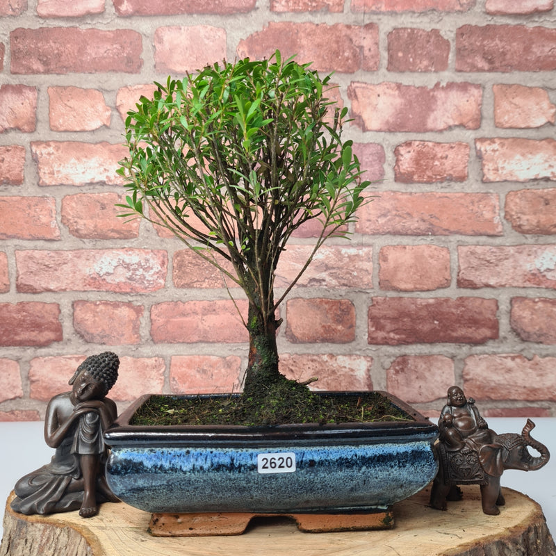Brush Cherry (Syzygium) Bonsai Tree | Broom | In 20cm Pot