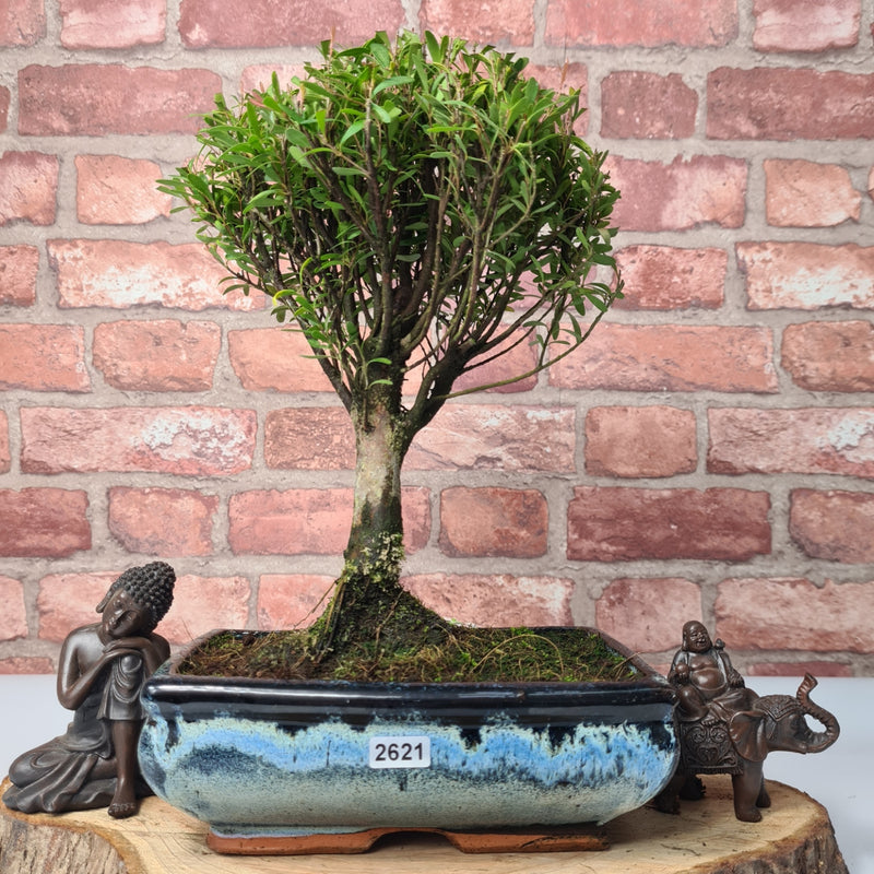 Brush Cherry (Syzygium) Bonsai Tree | Broom | In 20cm Pot