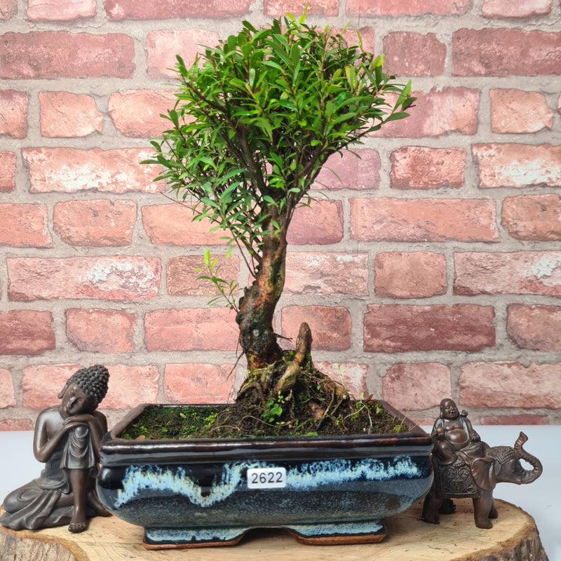 Brush Cherry (Syzygium) Bonsai Tree | Broom | In 20cm Pot