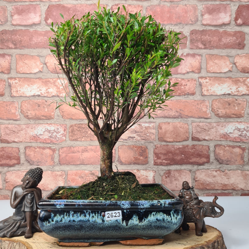 Brush Cherry (Syzygium) Bonsai Tree | Broom | In 20cm Pot