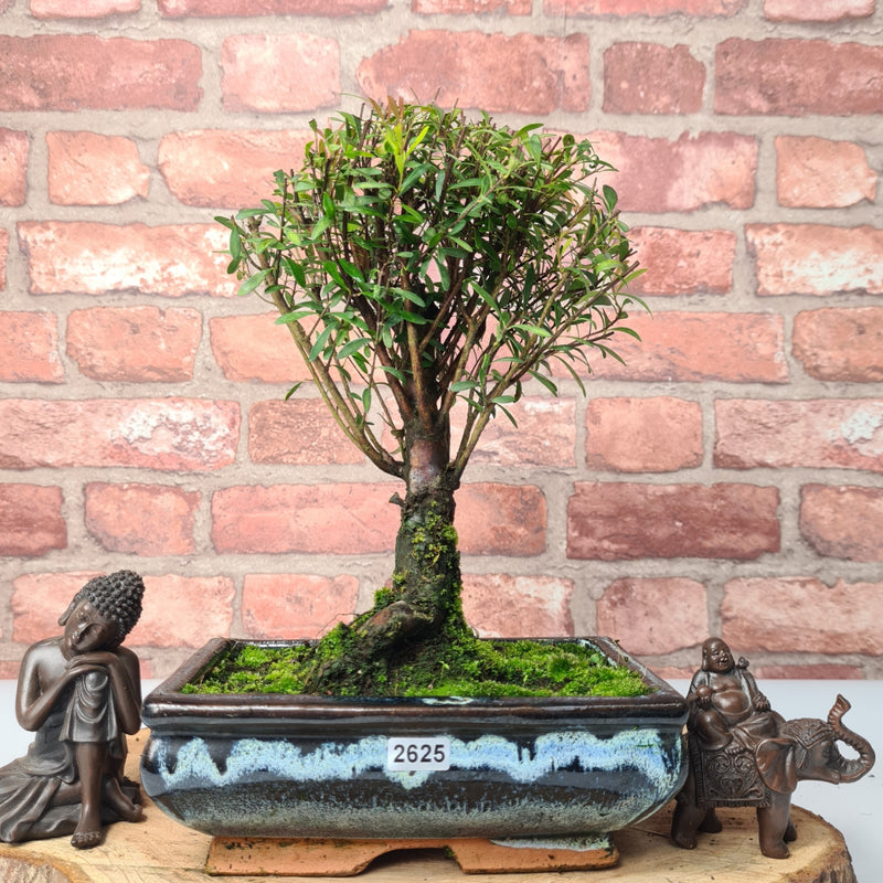 Brush Cherry (Syzygium) Bonsai Tree | Broom | In 20cm Pot