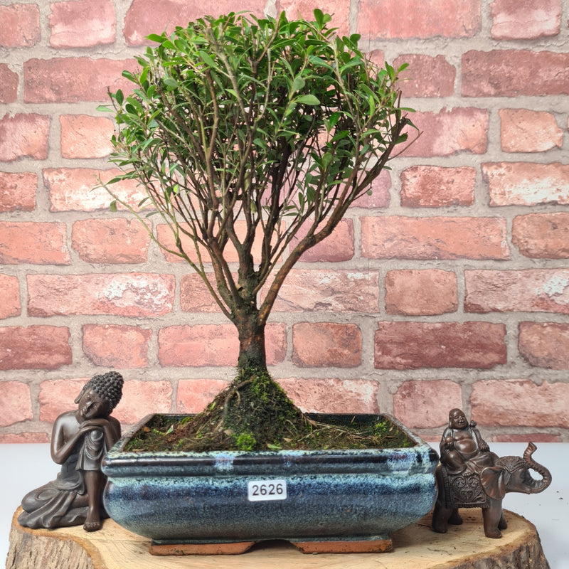Brush Cherry (Syzygium) Bonsai Tree | Broom | In 20cm Pot