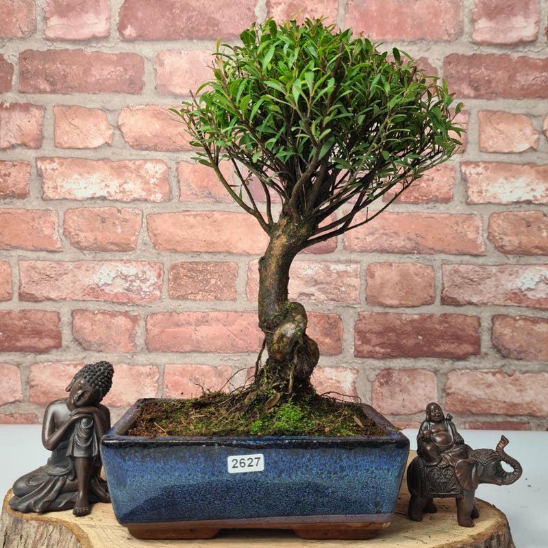 Brush Cherry (Syzygium) Bonsai Tree | Broom | In 20cm Pot