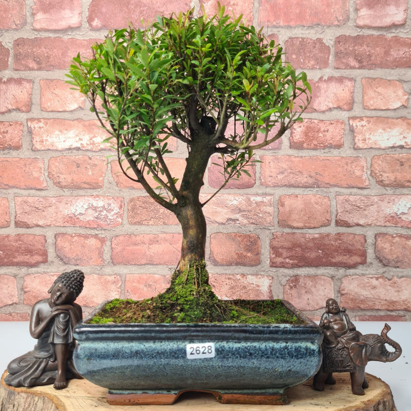 Brush Cherry (Syzygium) Bonsai Tree | Broom | In 20cm Pot