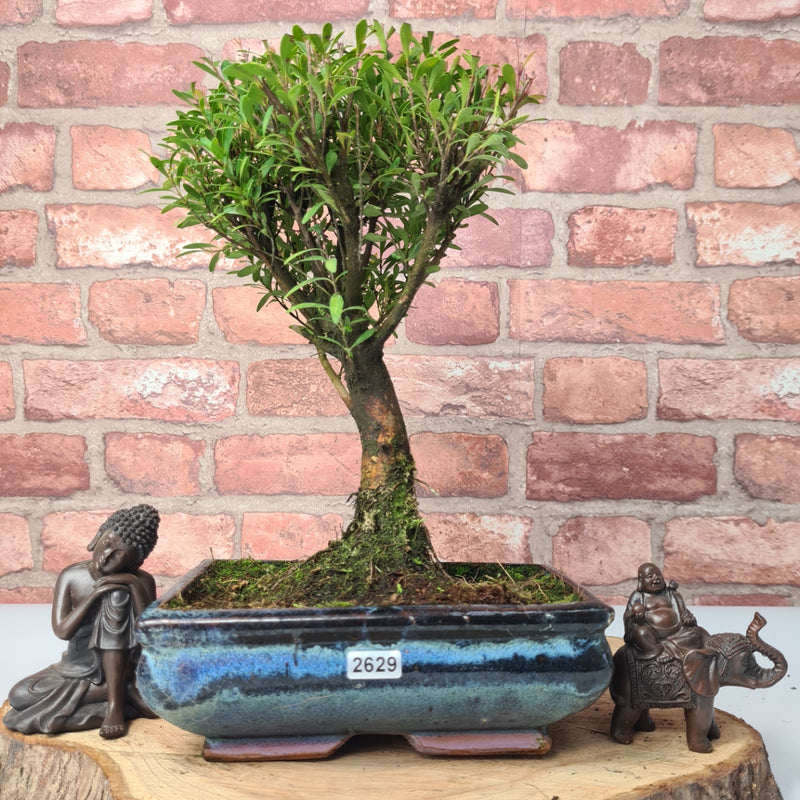 Brush Cherry (Syzygium) Bonsai Tree | Broom | In 20cm Pot