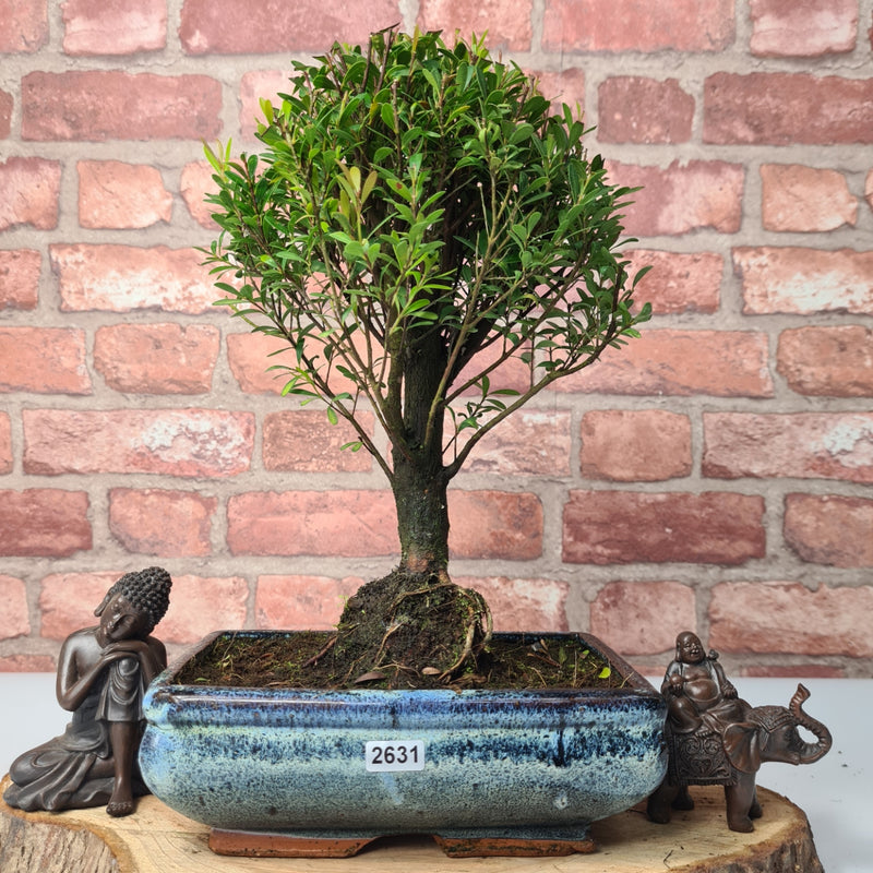 Brush Cherry (Syzygium) Bonsai Tree | Broom | In 20cm Pot