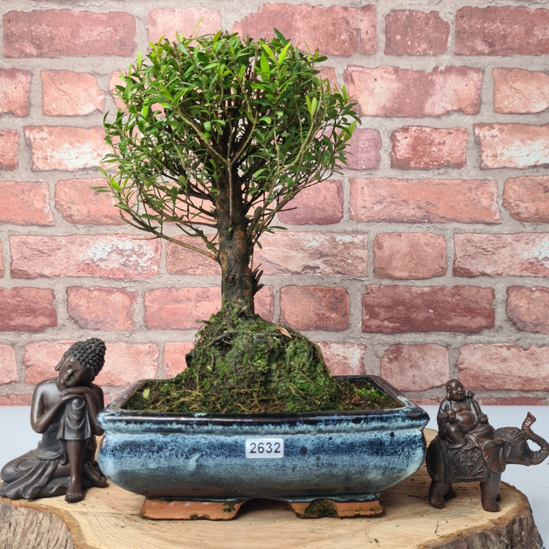 Brush Cherry (Syzygium) Bonsai Tree | Broom | In 20cm Pot