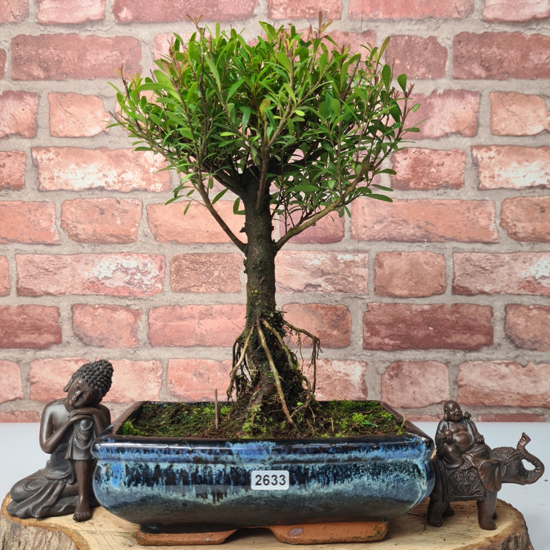 Brush Cherry (Syzygium) Bonsai Tree | Broom | In 20cm Pot