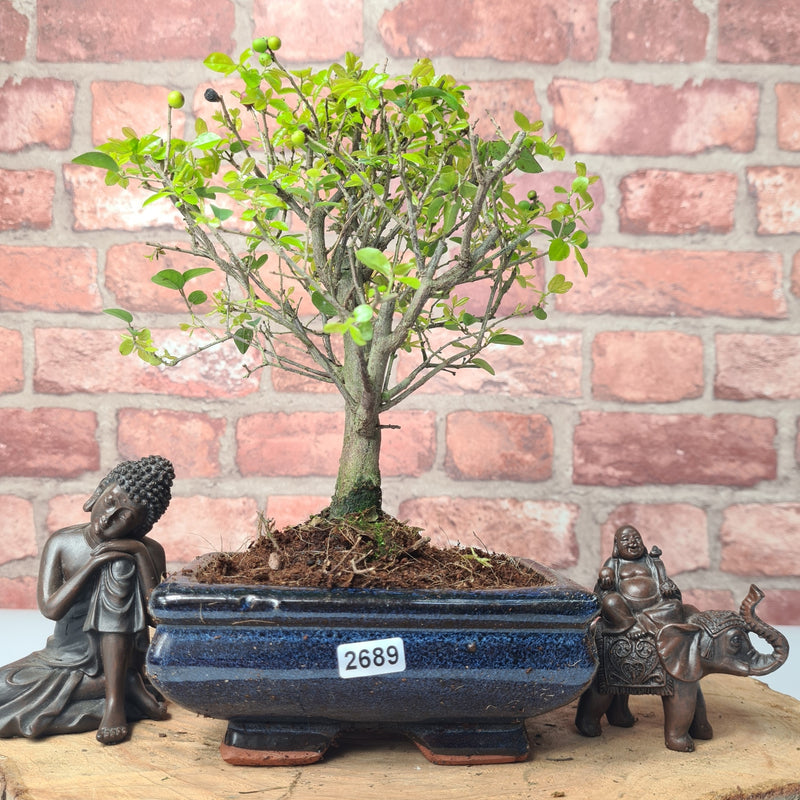 Bird Plum (Sageretia) Bonsai Tree | Broom | In 15cm Pot