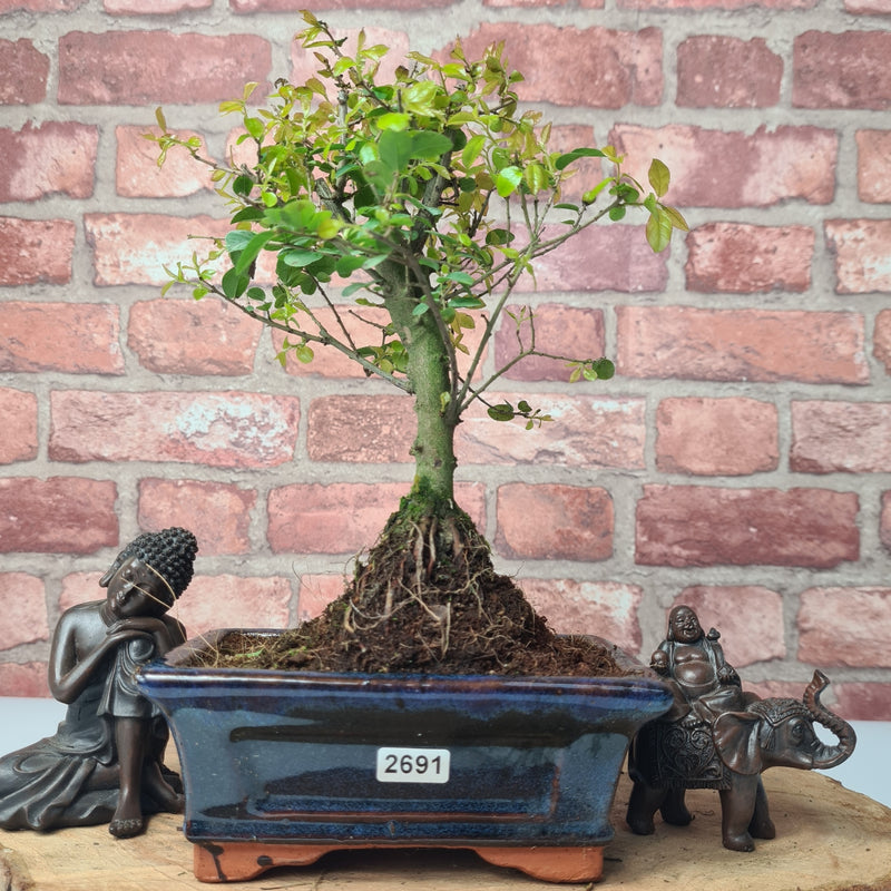 Bird Plum (Sageretia) Bonsai Tree | Broom | In 15cm Pot