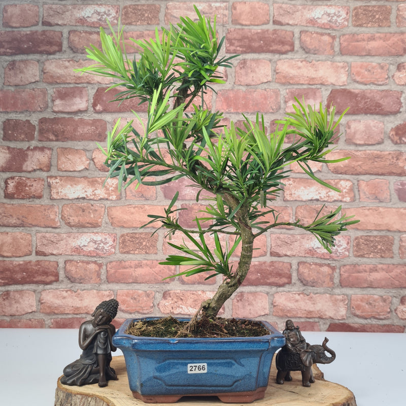Buddhist Pine (Podocarpus Micro) Bonsai Tree | Shaped | In 20cm Pot