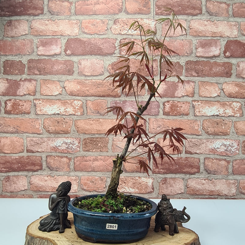 Japanese Maple (Acer) Bonsai Tree | Nomura | Informal Upright | In 20cm Pot