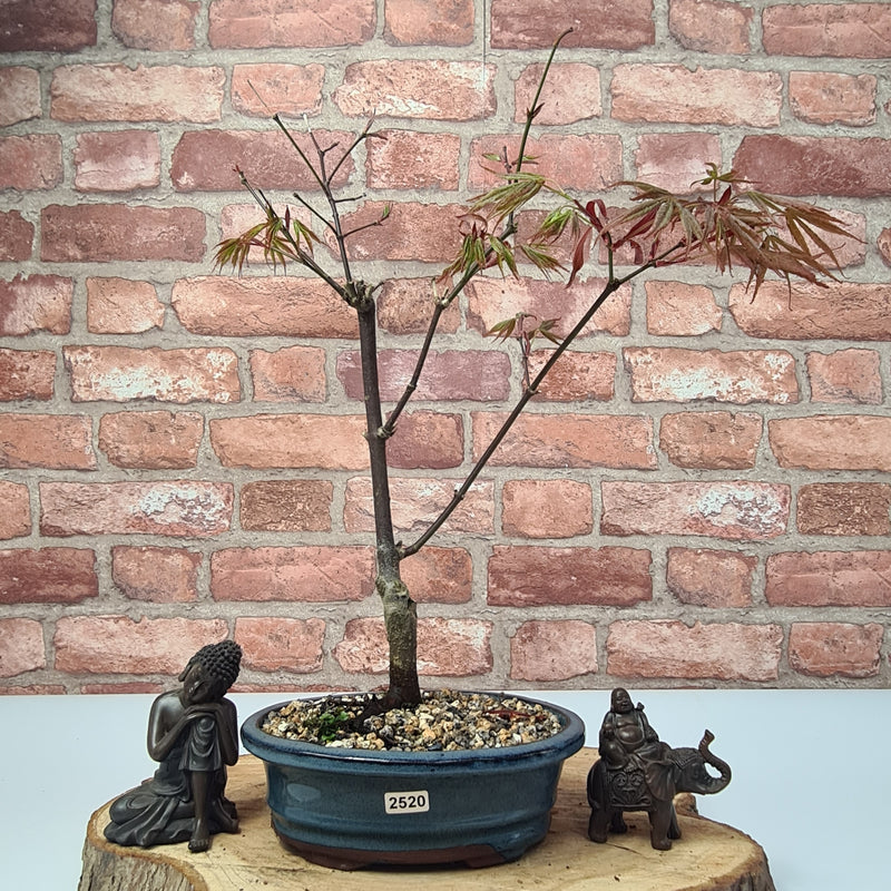 Japanese Maple (Acer) Bonsai Tree | Nomura | Informal Upright | In 20cm Pot