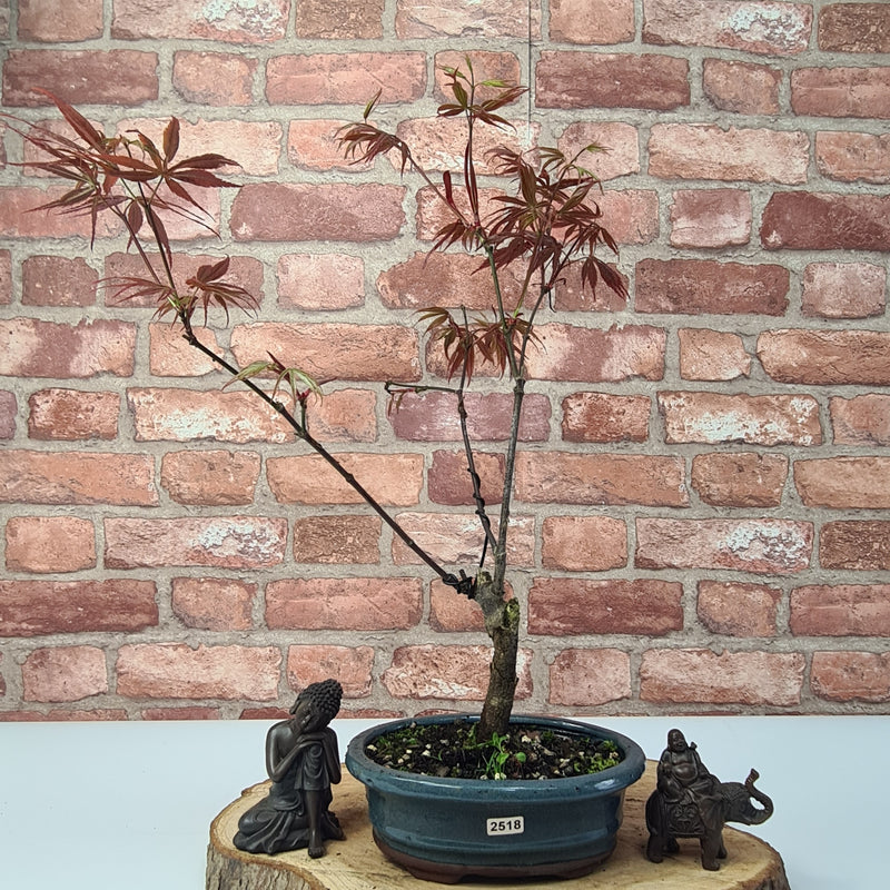 Japanese Maple (Acer) Bonsai Tree | Nomura | Informal Upright | In 20cm Pot