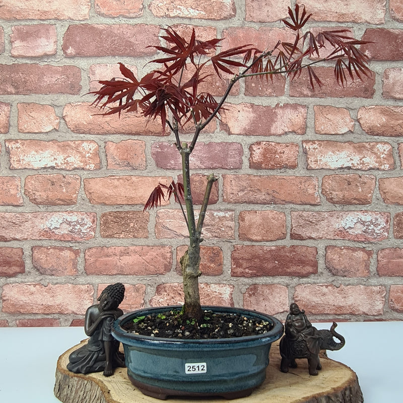 Japanese Maple (Acer) Bonsai Tree | Nomura | Informal Upright | In 20cm Pot