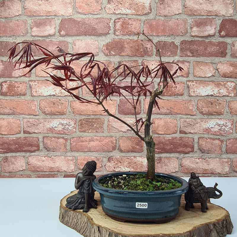 Japanese Maple (Acer) Bonsai Tree | Nomura | Informal Upright | In 20cm Pot