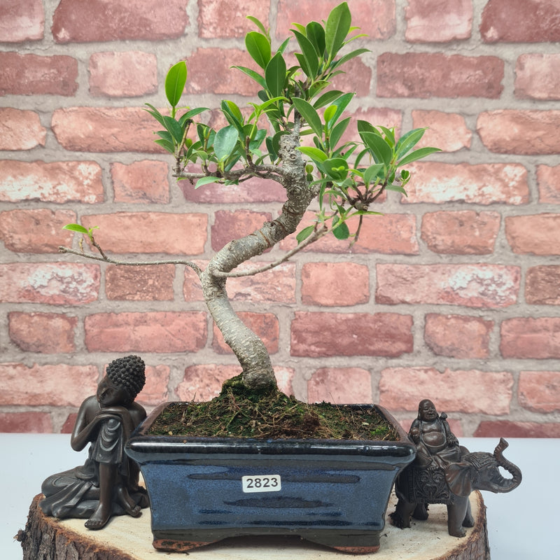 Ficus Microcarpa (Banyan Fig) Indoor Bonsai Tree | Shaped | In 15cm Pot