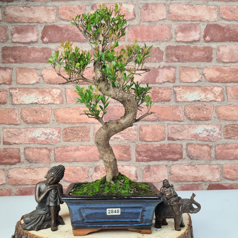 Brush Cherry (Syzygium) Bonsai Tree | Shaped | In 15cm Pot