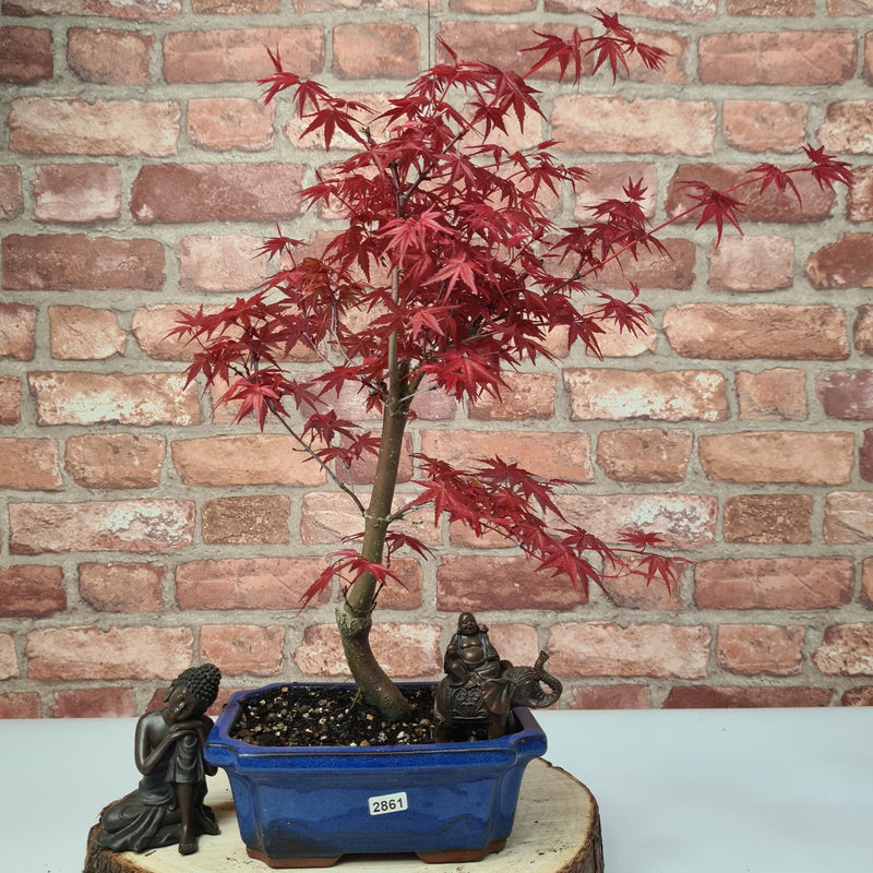 Japanese Maple (Acer) Bonsai Tree | Deshojo Informal Upright | In 20cm Pot