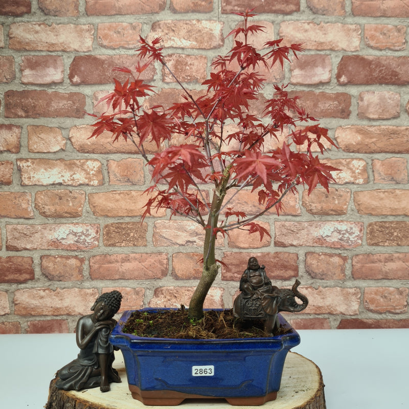 Japanese Maple (Acer) Bonsai Tree | Deshojo Informal Upright | In 20cm Pot