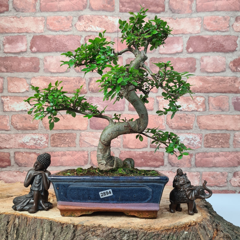 Chinese Elm (Ulmus Parvifolia) Bonsai Tree | Shaped | In 20cm Pot