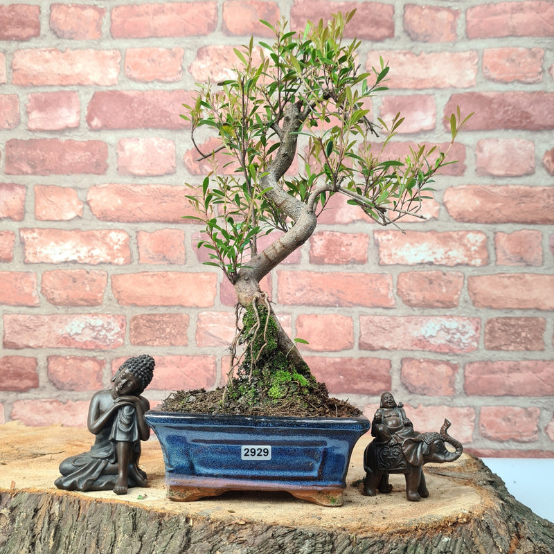 Brush Cherry (Syzygium) Bonsai Tree | Shaped | In 15cm Pot