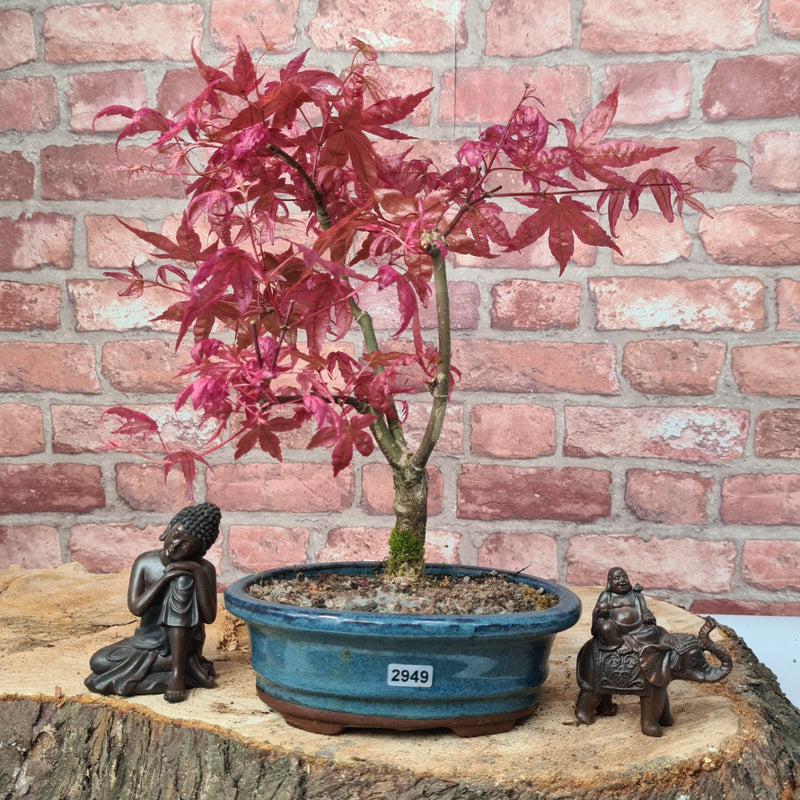 Japanese Maple (Acer) Bonsai Tree | Deshojo Informal Upright | In 20cm Pot
