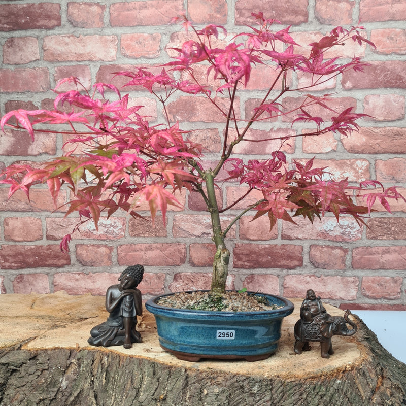 Japanese Maple (Acer) Bonsai Tree | Deshojo Informal Upright | In 20cm Pot