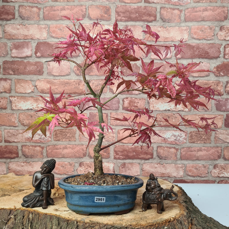 Japanese Maple (Acer) Bonsai Tree | Deshojo Informal Upright | In 20cm Pot