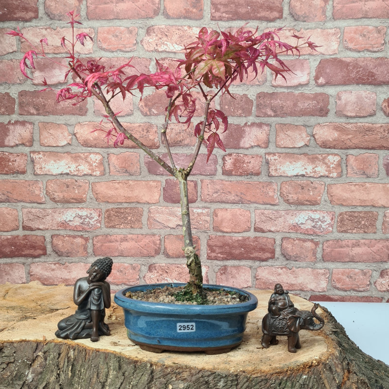 Japanese Maple (Acer) Bonsai Tree | Deshojo Informal Upright | In 20cm Pot