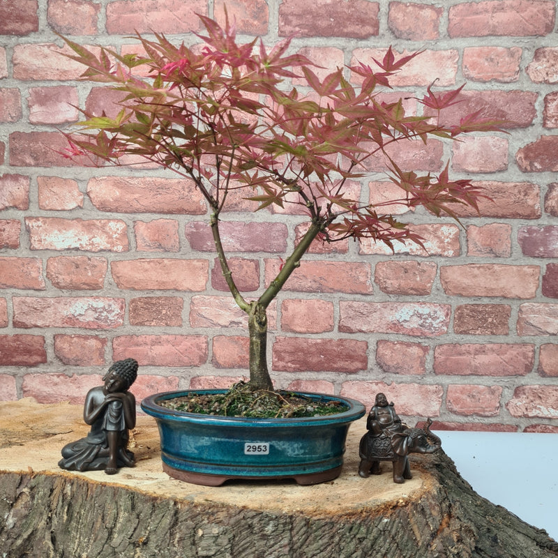 Japanese Maple (Acer) Bonsai Tree | Deshojo Informal Upright | In 20cm Pot
