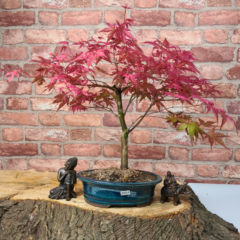 Japanese Maple (Acer) Bonsai Tree | Deshojo Informal Upright | In 20cm Pot
