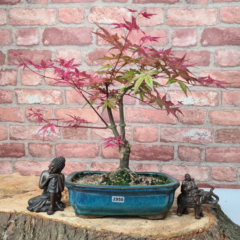 Japanese Maple (Acer) Bonsai Tree | Deshojo Informal Upright | In 20cm Pot