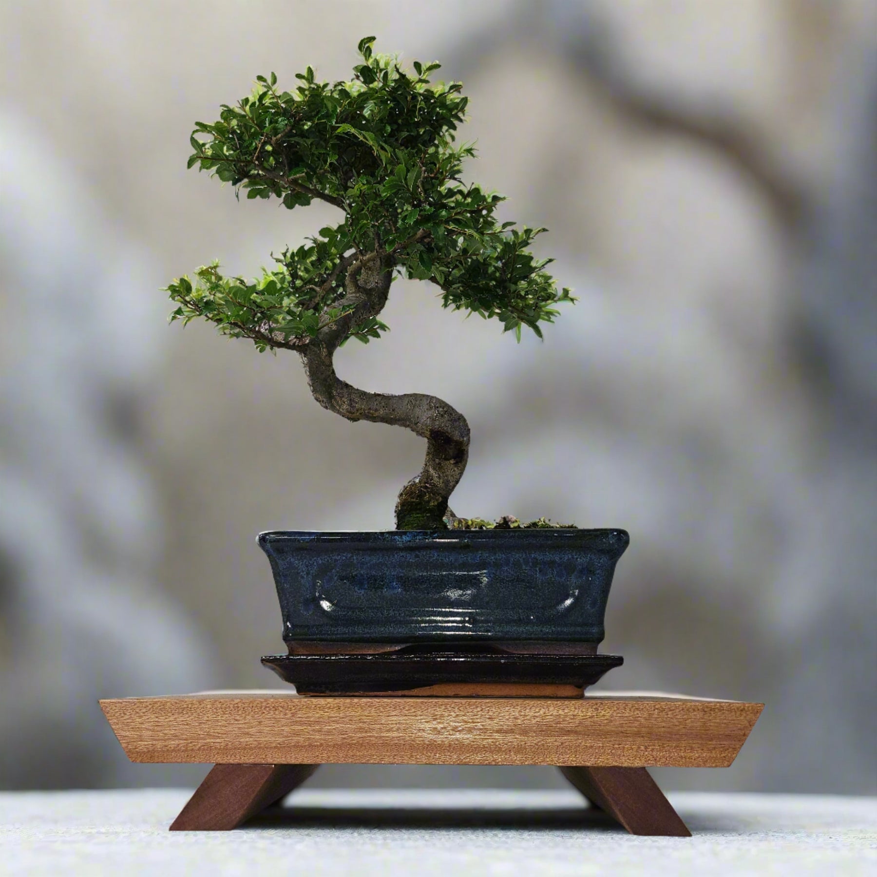 mahogany bonsai tree Premium Handcrafted Hardwood Bonsai Stand | Mahogany
