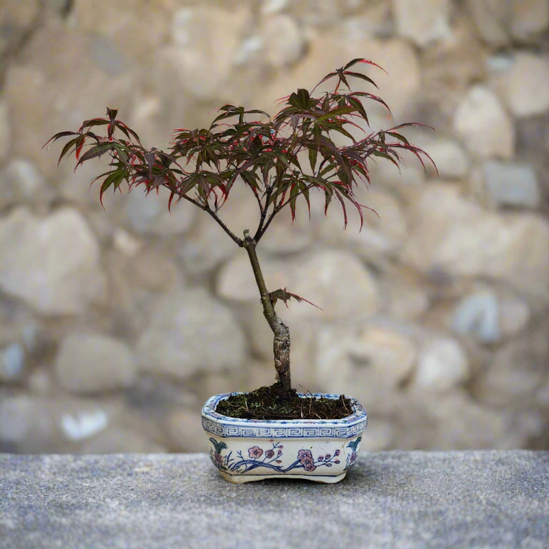 Japanese Maple (Acer) Bonsai Tree | Red Maple Informal Upright | In 12cm Pot