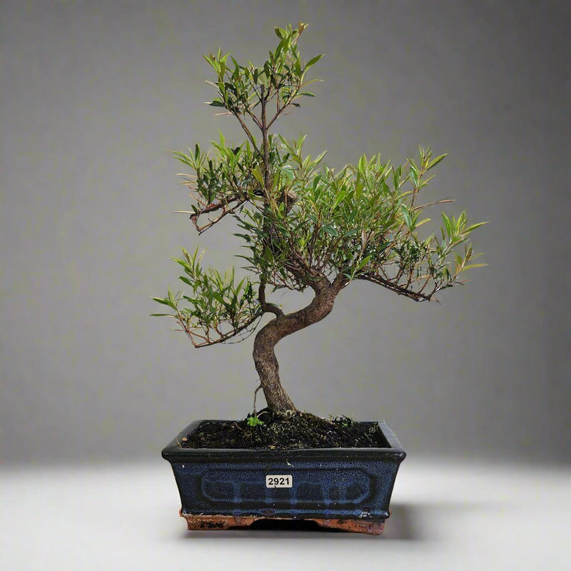 Brush Cherry (Syzygium) Bonsai Tree | Shaped | In 20cm Pot