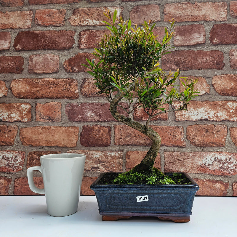 Brush Cherry (Syzygium) Bonsai Tree | Shaped | In 20cm Pot