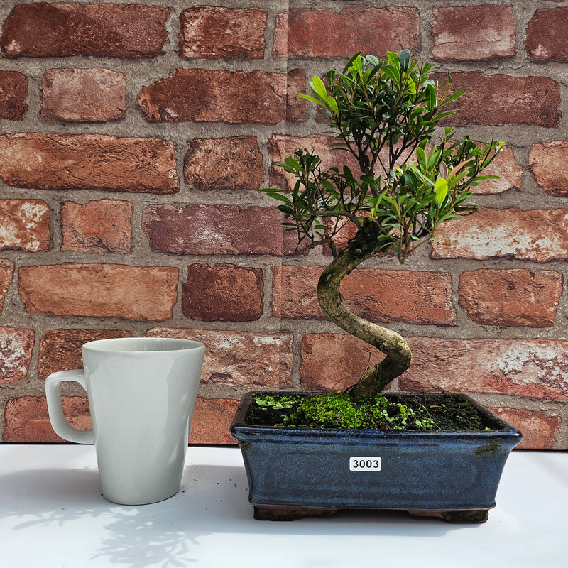 Brush Cherry (Syzygium) Bonsai Tree | Shaped | In 20cm Pot