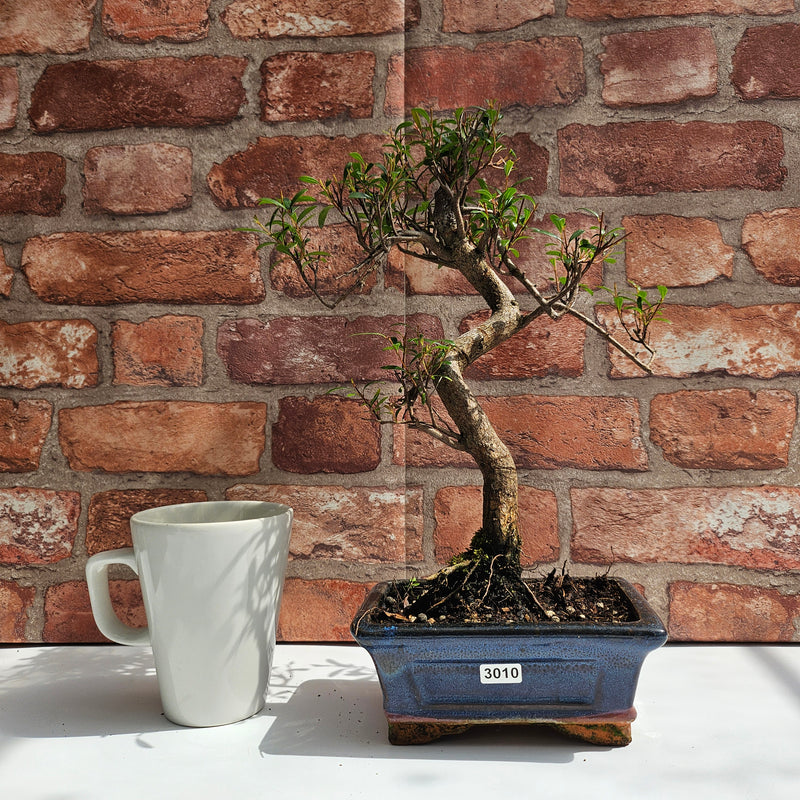 Brush Cherry (Syzygium) Bonsai Tree | Shaped | In 15cm Pot