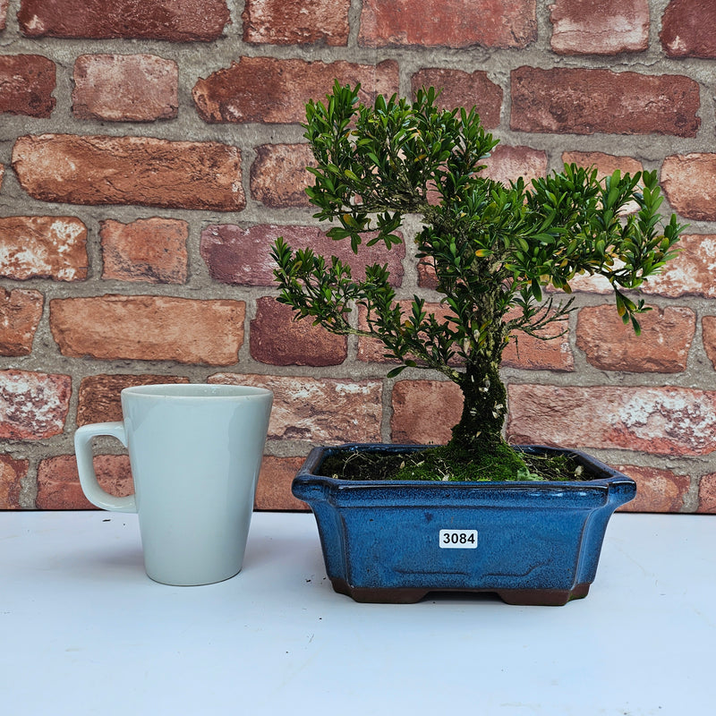 Boxwood (Buxus Harlandii) Bonsai Tree | Shaped | In 20cm Pot