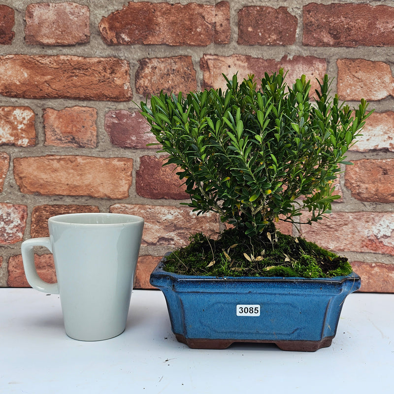 Boxwood (Buxus Harlandii) Bonsai Tree | Broom | In 20cm Pot